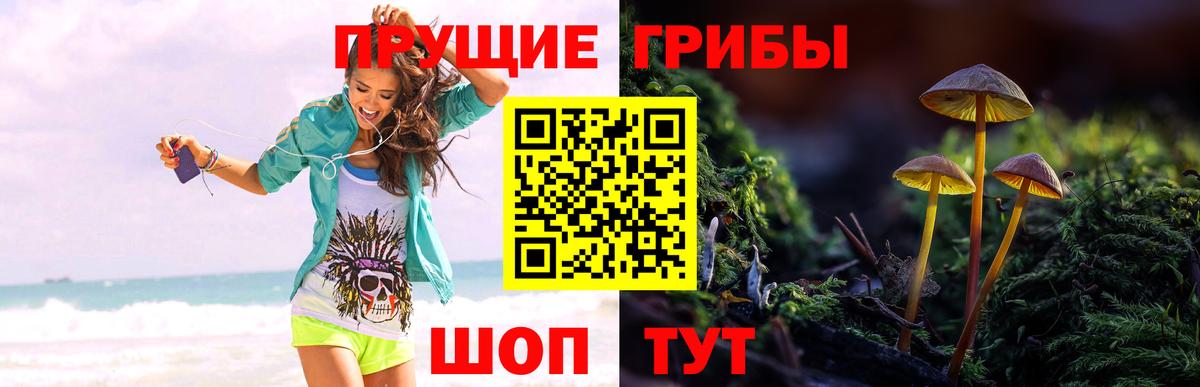 даркнет сайт  Вход с VPN  Канаш  Галлюциногенные грибы Psilocybe  Псилоцибиновые грибы Psilocybe 